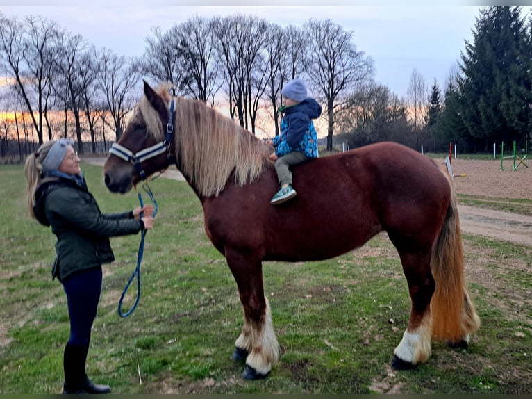 Polnisches Kaltblut Stute 7 Jahre 165 cm Fuchs in FORST