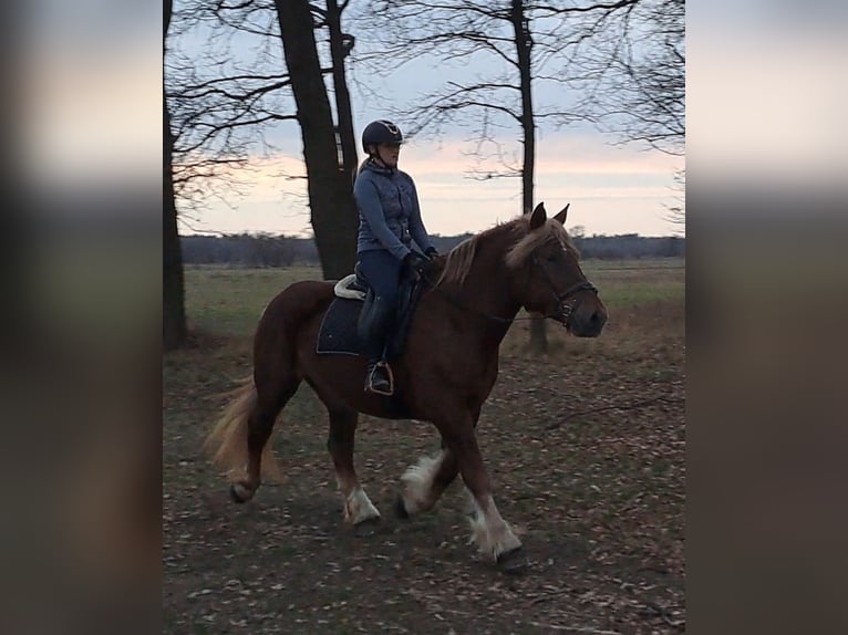 Polnisches Kaltblut Stute 7 Jahre 165 cm Fuchs in FORST