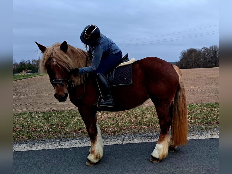 Polnisches Kaltblut Stute 7 Jahre 165 cm Fuchs in FORST
