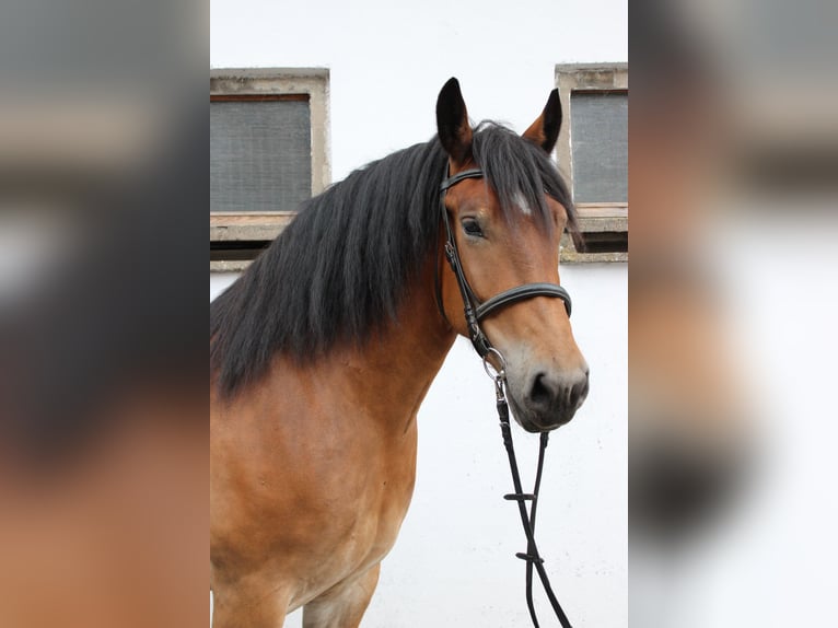 Polnisches Kaltblut Stute 7 Jahre 166 cm Brauner in Görzke