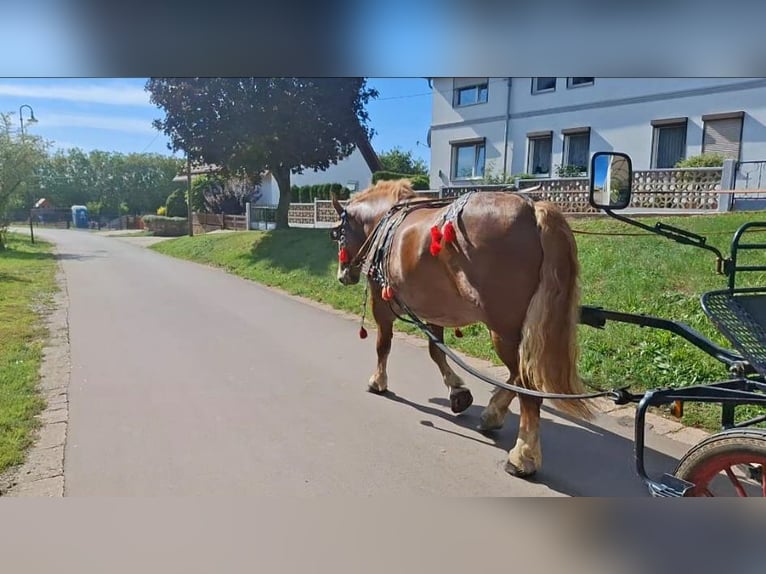 Polnisches Kaltblut Stute 7 Jahre 168 cm Fuchs in Aschersleben