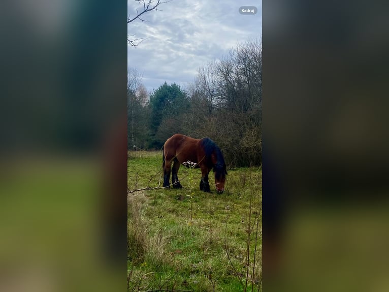 Polnisches Kaltblut Stute 7 Jahre Rotbrauner in Kuklówka