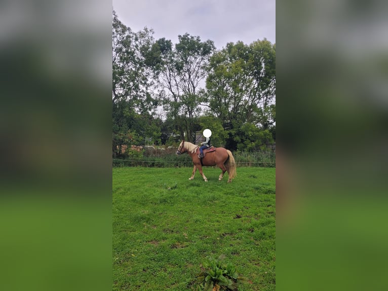 Polnisches Kaltblut Stute 8 Jahre 155 cm Fuchs in T&#xF6;nning