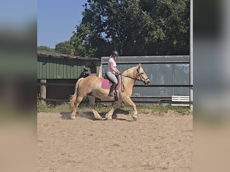 Polnisches Kaltblut Stute 8 Jahre 158 cm Palomino in M&#xFC;lheim an der Ruhr