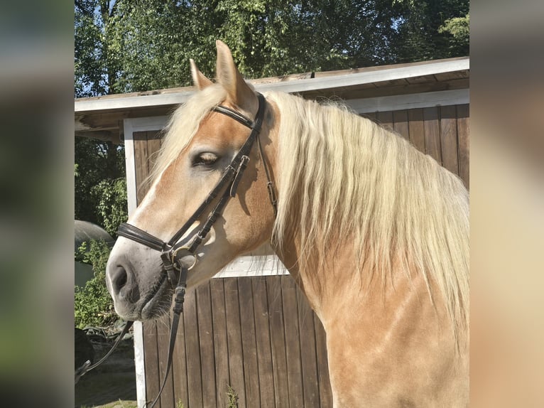 Polnisches Kaltblut Stute 8 Jahre 158 cm Palomino in M&#xFC;lheim an der Ruhr