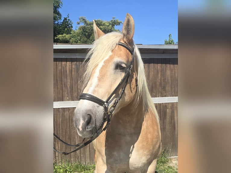 Polnisches Kaltblut Stute 8 Jahre 158 cm Palomino in M&#xFC;lheim an der Ruhr