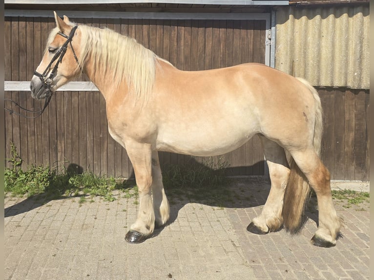 Polnisches Kaltblut Stute 8 Jahre 158 cm Palomino in M&#xFC;lheim an der Ruhr