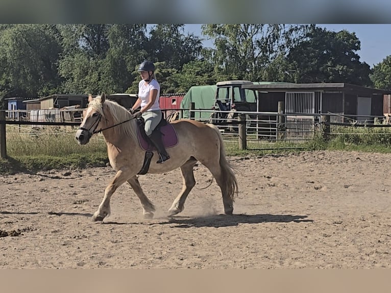 Polnisches Kaltblut Stute 8 Jahre 158 cm Palomino in M&#xFC;lheim an der Ruhr