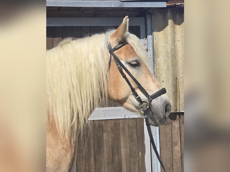 Polnisches Kaltblut Stute 8 Jahre 158 cm Palomino in M&#xFC;lheim an der Ruhr