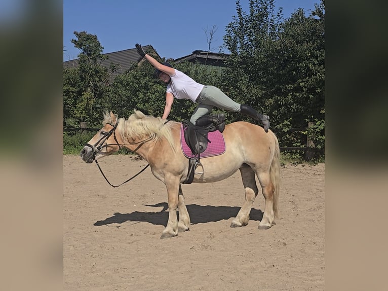 Polnisches Kaltblut Stute 8 Jahre 158 cm Palomino in M&#xFC;lheim an der Ruhr
