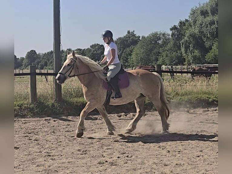 Polnisches Kaltblut Stute 8 Jahre 158 cm Palomino in M&#xFC;lheim an der Ruhr