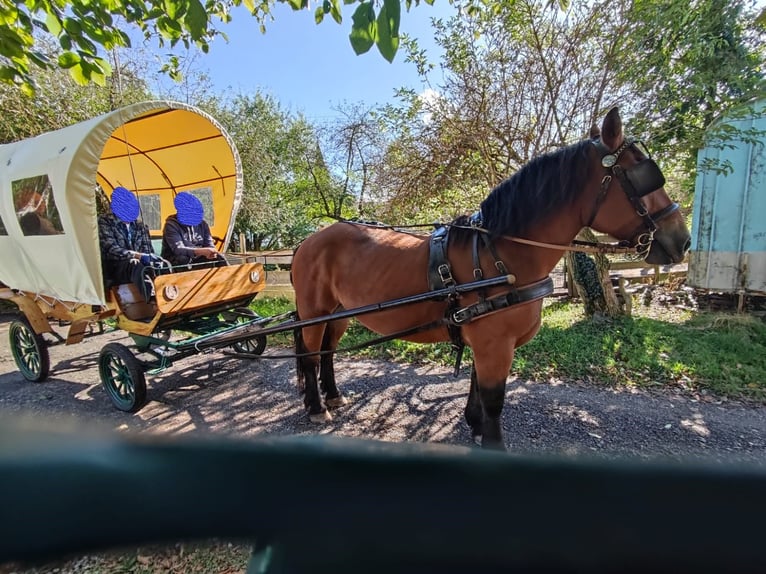Polnisches Kaltblut Stute 8 Jahre 160 cm Brauner in Kronach