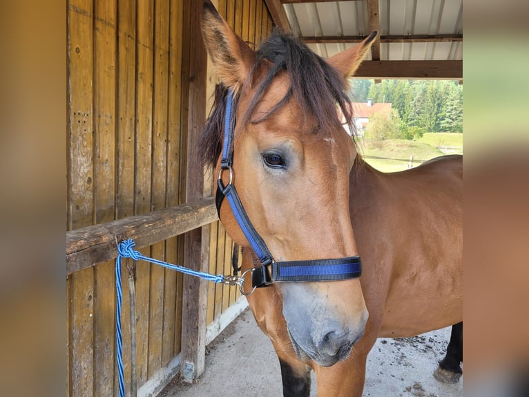 Polnisches Kaltblut Stute 8 Jahre 160 cm Brauner in Kronach