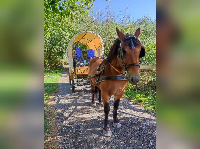 Polnisches Kaltblut Stute 8 Jahre 160 cm Brauner in Kronach