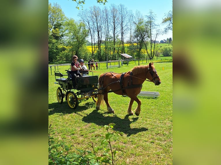 Polnisches Kaltblut Stute 8 Jahre 160 cm Fuchs in Niederbrombach