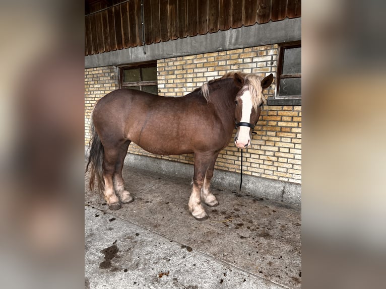 Polnisches Kaltblut Stute 8 Jahre 160 cm Rotbrauner in Däniken SO