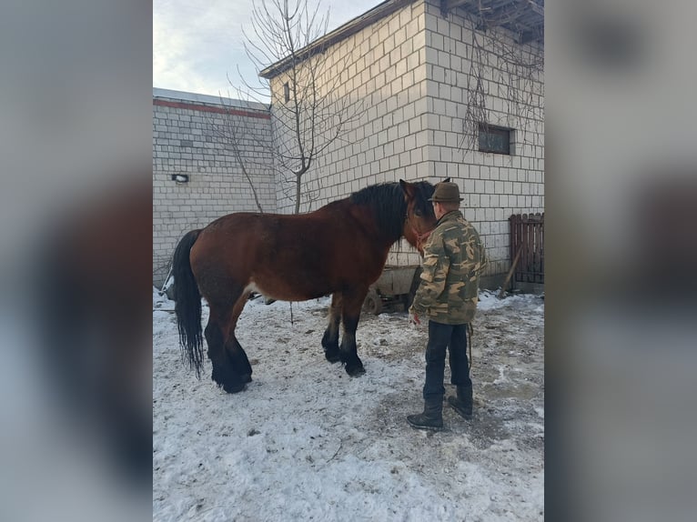 Polnisches Kaltblut Stute 8 Jahre 170 cm Brauner in Dąbrówka