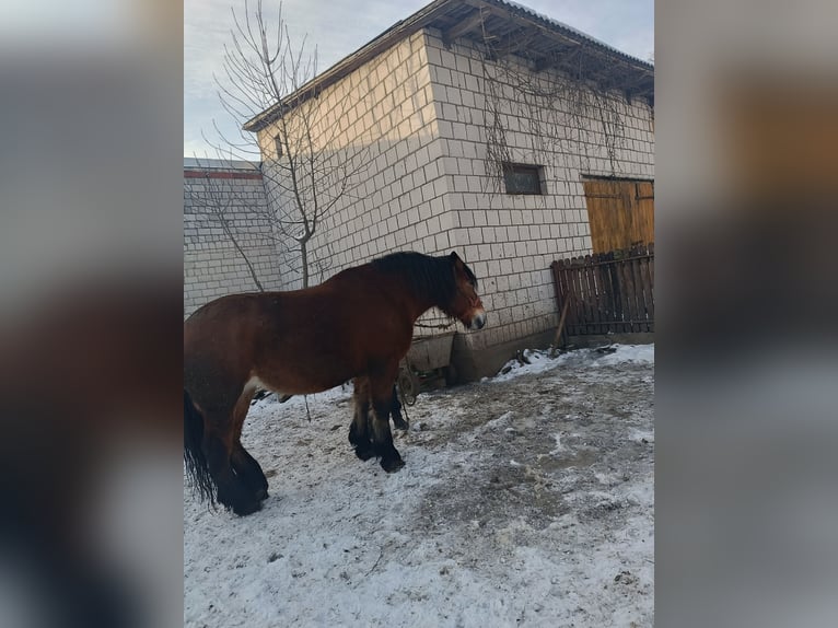 Polnisches Kaltblut Stute 8 Jahre 170 cm Brauner in Dąbrówka