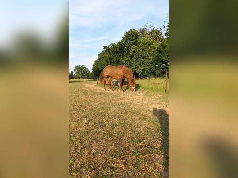 Polnisches Kaltblut Mix Stute 9 Jahre 150 cm Dunkelbrauner in Dessau