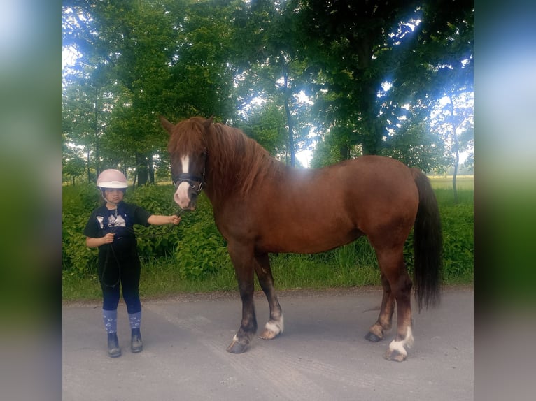 Polnisches Kaltblut Mix Stute 9 Jahre 153 cm Dunkelfuchs in Forst