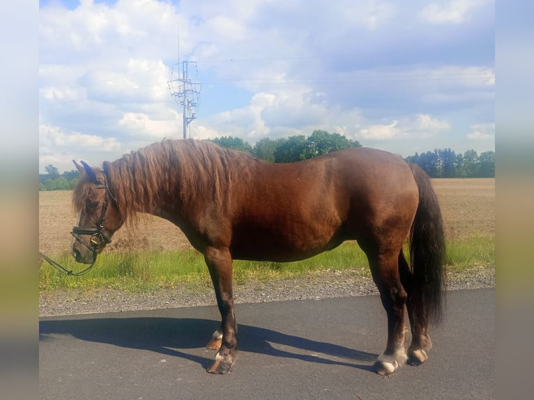 Polnisches Kaltblut Mix Stute 9 Jahre 153 cm Dunkelfuchs in Forst