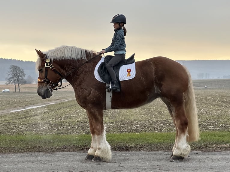 Polnisches Kaltblut Stute 9 Jahre 164 cm Fuchs in Riedlingen