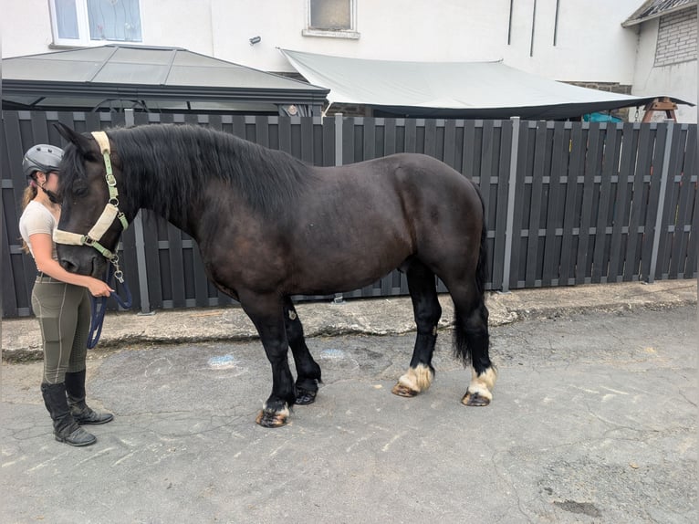 Polnisches Kaltblut Wallach 10 Jahre 165 cm Rappe in Morsbach