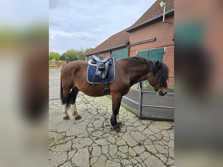 Polnisches Kaltblut Wallach 10 Jahre 168 cm Brauner in Ennigerloh