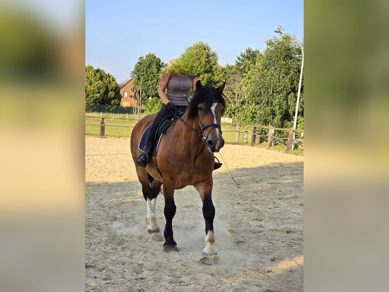 Polnisches Kaltblut Wallach 10 Jahre 168 cm Brauner in Ennigerloh