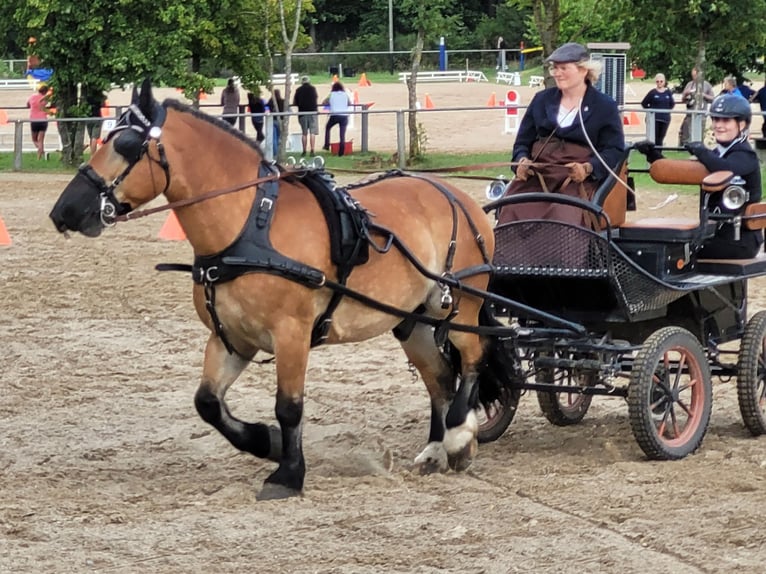 Polnisches Kaltblut Wallach 11 Jahre 155 cm Brauner in Oberneisen