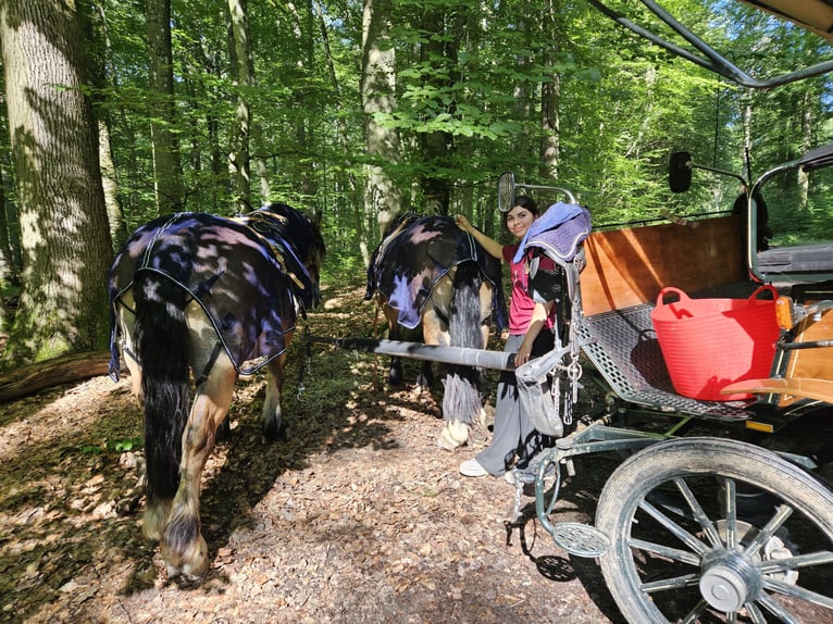 Polnisches Kaltblut Wallach 11 Jahre 155 cm Brauner in Oberneisen