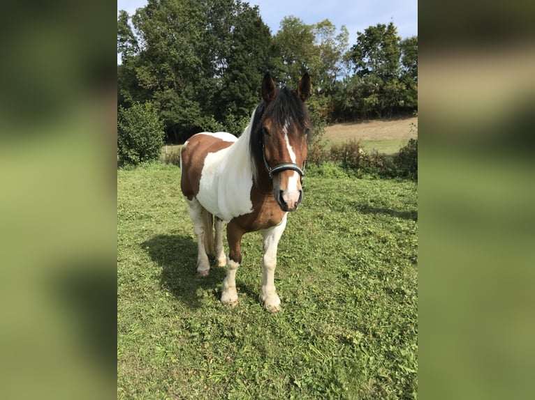 Polnisches Kaltblut Wallach 11 Jahre 160 cm Schecke in Obernzenn