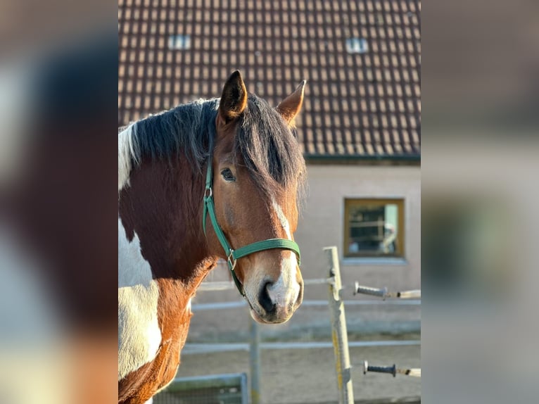 Polnisches Kaltblut Wallach 11 Jahre 160 cm Schecke in Obernzenn