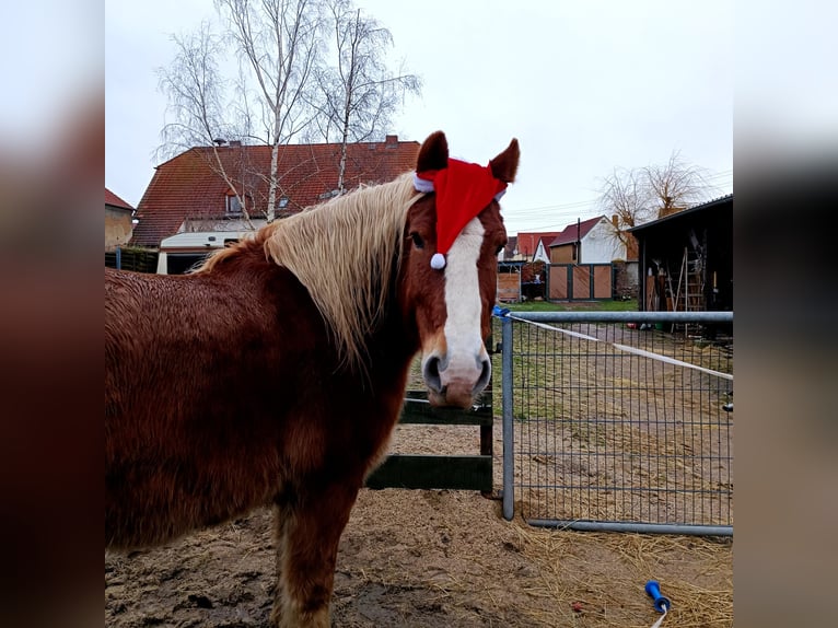 Polnisches Kaltblut Wallach 11 Jahre 165 cm Fuchs in Trebbichau an der fuhne