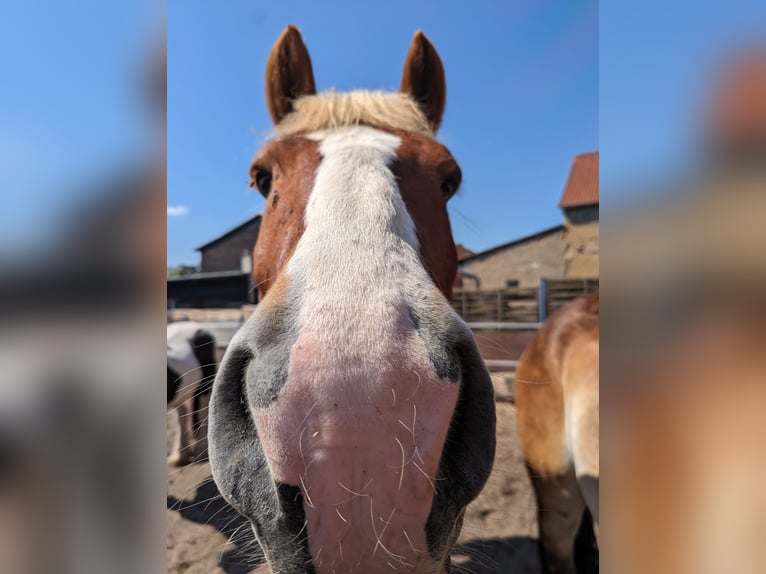 Polnisches Kaltblut Wallach 11 Jahre 165 cm Fuchs in Trebbichau an der fuhne