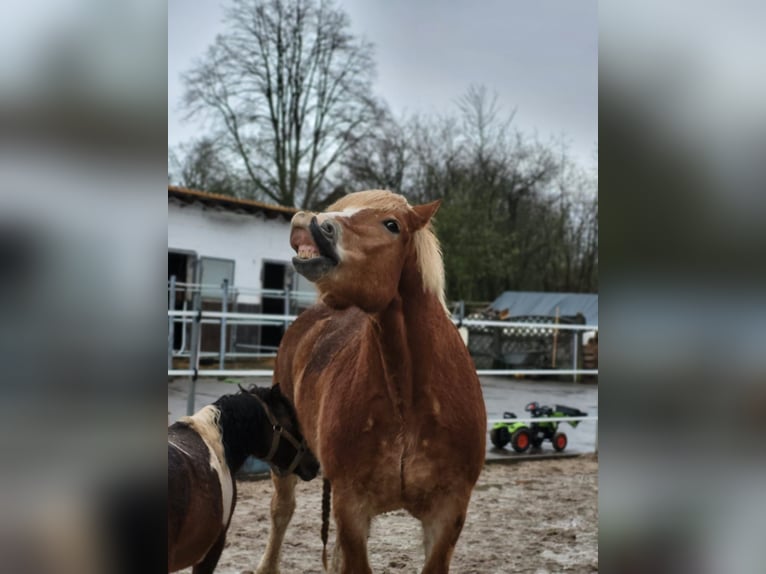 Polnisches Kaltblut Mix Wallach 11 Jahre Fuchs in B&#xFC;dingen