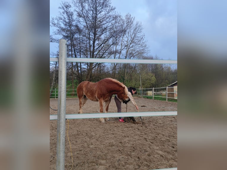 Polnisches Kaltblut Mix Wallach 11 Jahre Fuchs in B&#xFC;dingen