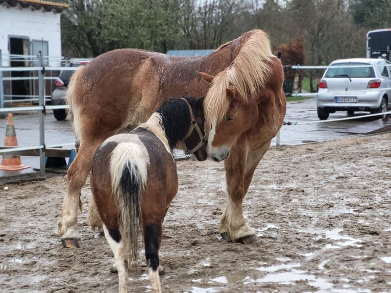 Polnisches Kaltblut Mix Wallach 11 Jahre Fuchs in B&#xFC;dingen