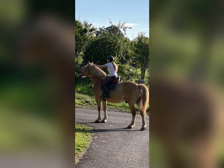 Polnisches Kaltblut Mix Wallach 11 Jahre Fuchs in B&#xFC;dingen