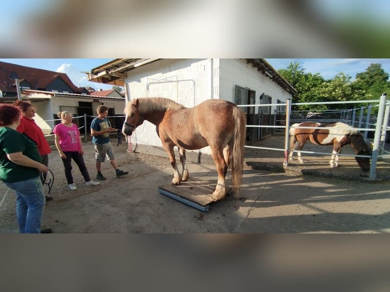 Polnisches Kaltblut Mix Wallach 11 Jahre Fuchs in B&#xFC;dingen
