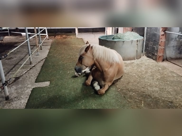 Polnisches Kaltblut Mix Wallach 11 Jahre Fuchs in B&#xFC;dingen