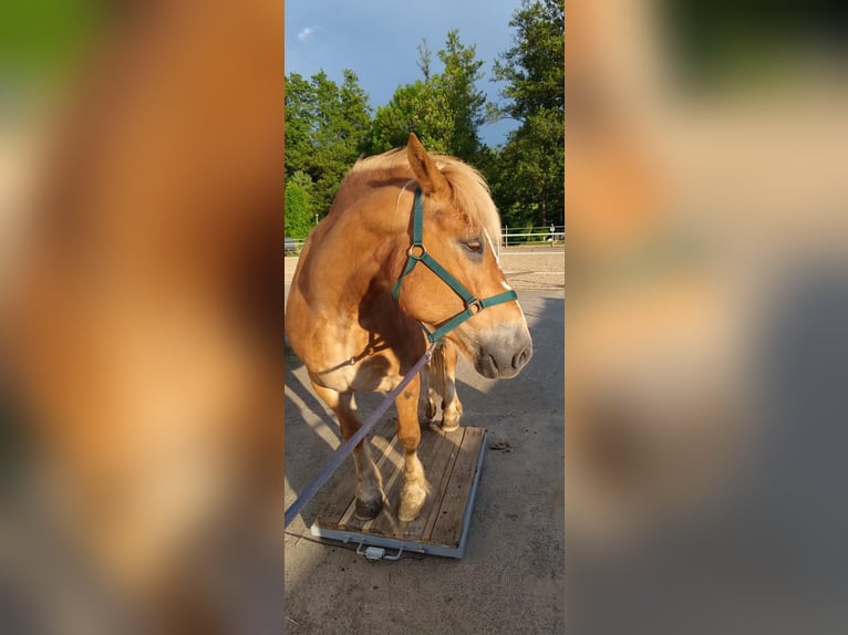 Polnisches Kaltblut Mix Wallach 11 Jahre Fuchs in B&#xFC;dingen