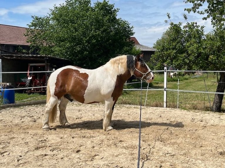 Polnisches Kaltblut Wallach 12 Jahre 156 cm in Schotten