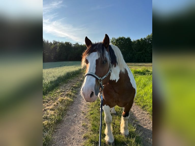Polnisches Kaltblut Wallach 12 Jahre 156 cm in Schotten