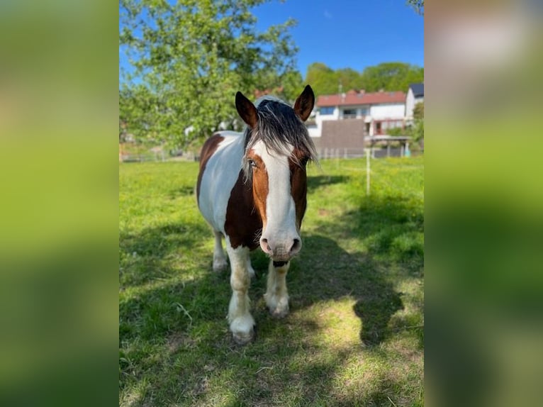 Polnisches Kaltblut Wallach 12 Jahre 156 cm in Schotten