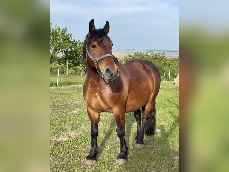 Polnisches Kaltblut Wallach 13 Jahre 155 cm Brauner in Mörbisch am See