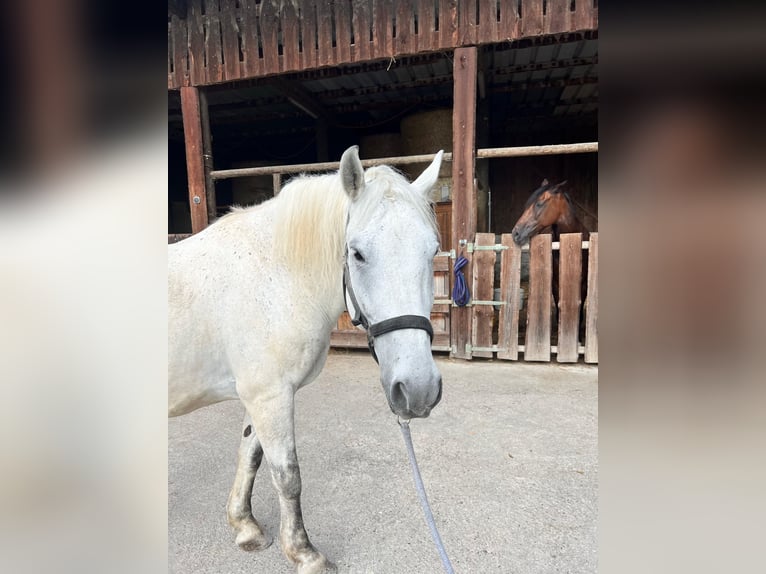 Polnisches Kaltblut Wallach 13 Jahre 155 cm Schimmel in Neckarwestheim