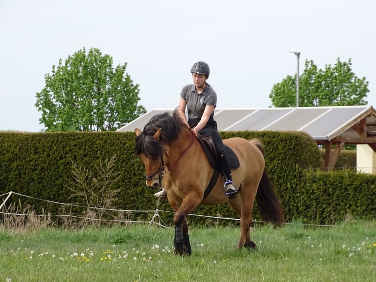 Polnisches Kaltblut Mix Wallach 13 Jahre 156 cm Falbe in Salbitz