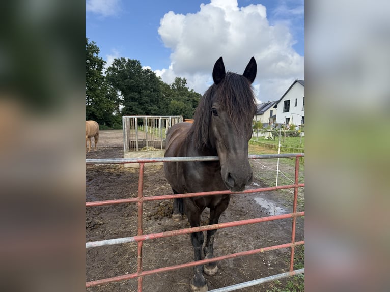 Polnisches Kaltblut Wallach 16 Jahre 155 cm in KönigsWusterhausen