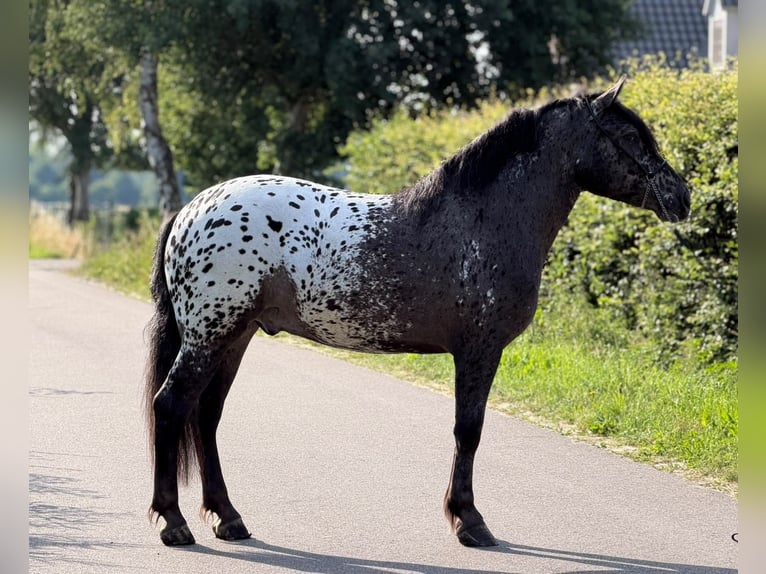 Polnisches Kaltblut Wallach 2 Jahre 162 cm Tigerschecke in Weert